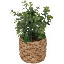 Atmosphera Artificial eucalyptus JAYE in ceramic pot, height 27 cm Atmosphera Artificial eucalyptus JAYE in ceramic pot, height 27 cm