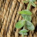 Atmosphera Artificial eucalyptus in a woven pot, 70 cm Atmosphera Artificial eucalyptus in a woven pot, 70 cm