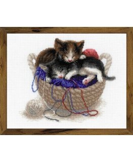 UAB Riolis Kittens in Basket SR1724