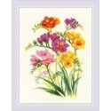 UAB Riolis Fragrant freesia SR1821