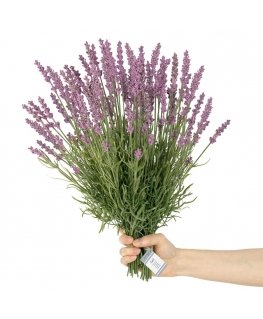 Mākslīgā zieda LAVI krāsa violetā boho stilā ameliahome