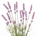 Tehis lill LAVI värv violetne boho stiilis ameliahome Tehis lill LAVI värv violetne boho stiilis ameliahome