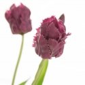 Eurofirany KW/NATU/474/VIOLETTI VIOLETTI/PUokštė Eurofirany KW/NATU/474/VIOLETTI VIOLETTI/PUokštė