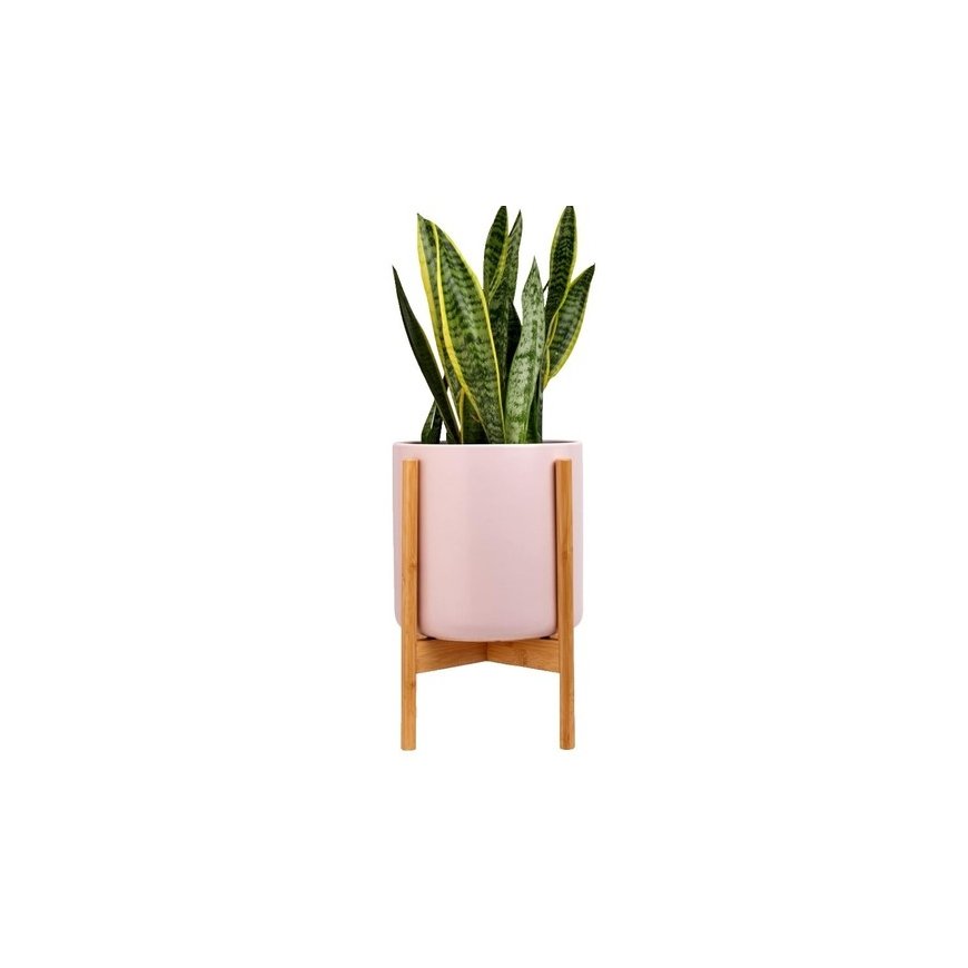 PlantsIO IVY Fioletā