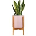 PlantsIO IVY Lilla PlantsIO IVY Lilla