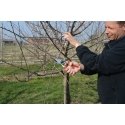 Felco 8 genėjimo žirklės Priekalas Raudona Felco 8 genėjimo žirklės Priekalas Raudona