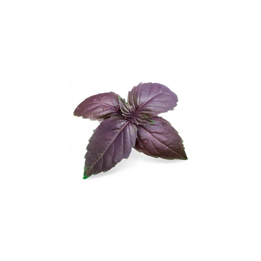 Véritable 3760262511146 growing kit/refill Basil – 2
