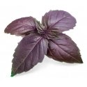 Véritable 3760262511146 growing kit/refill Basil Véritable 3760262511146 growing kit/refill Basil
