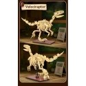 CaDA dinosaur fossil dinosaur skeleton set: Velociraptor 256 pieces CaDA dinosaur fossil dinosaur skeleton set: Velociraptor 256 pieces