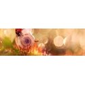 Focus Essence Ringbinder Mėlyna Focus Essence Ringbinder Mėlyna