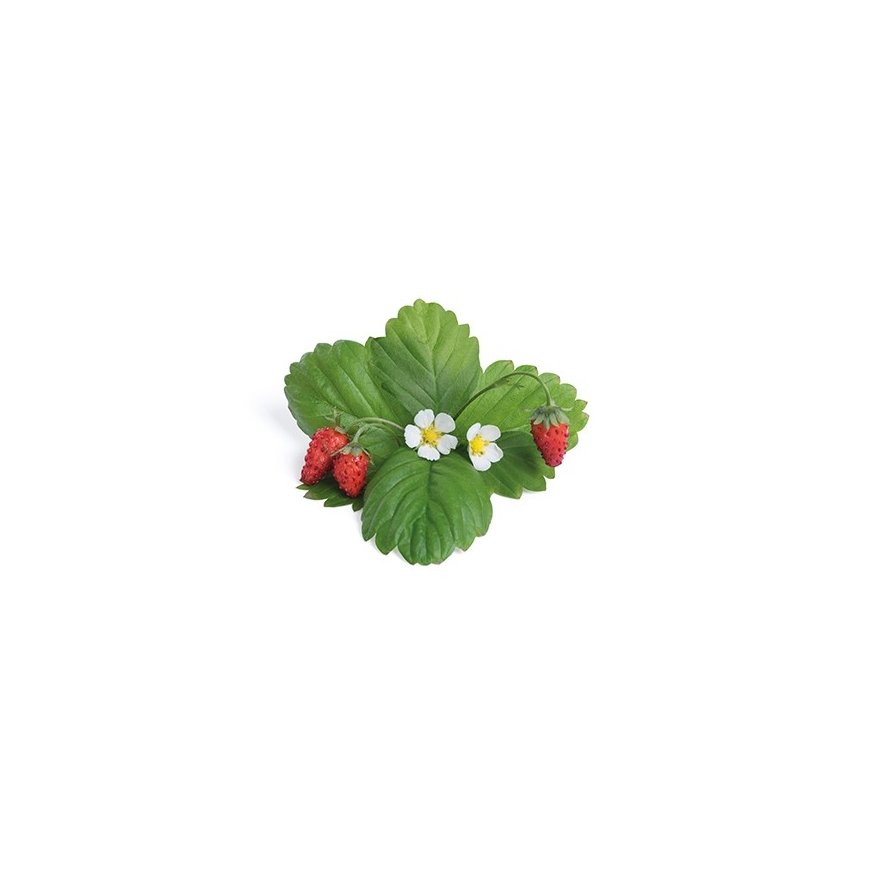 Véritable 3760262511368 growing kit/refill Strawberry – 2