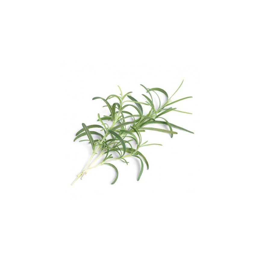 Véritable 3760262510552 growing kit/refill Rosemary – 2