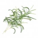 Véritable 3760262510552 growing kit/refill Rosemary Véritable 3760262510552 growing kit/refill Rosemary