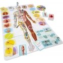 Tactic board game Let's get to know our wonderful body Tactic board game Let's get to know our wonderful body