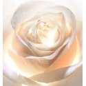 Dior Prestige Light-In-White Crème 50ml Dior Prestige Light-In-White Crème 50ml