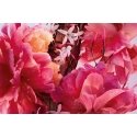 Dior Miss 80 ml Женский Dior Miss 80 ml Женский