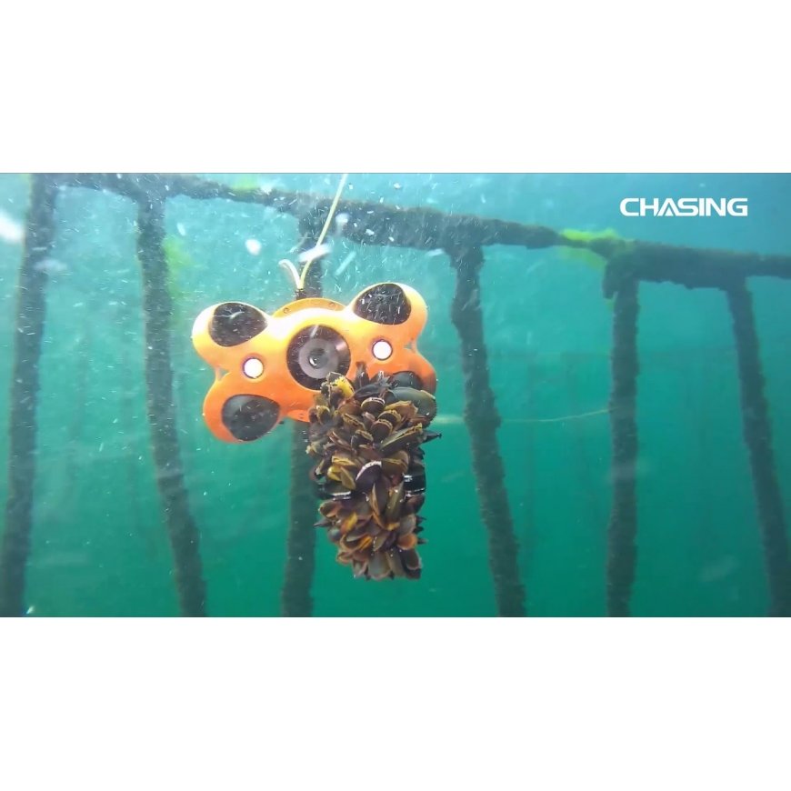 Chasing Dory Tutki (Laivastonsininen) – 2