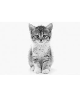 Защитное стекло с фильтром конфиденциальности UNIQ Optix Privacy для Samsung Galaxy Z Flip7