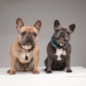 Tickless PET Cat (animal) / Dog