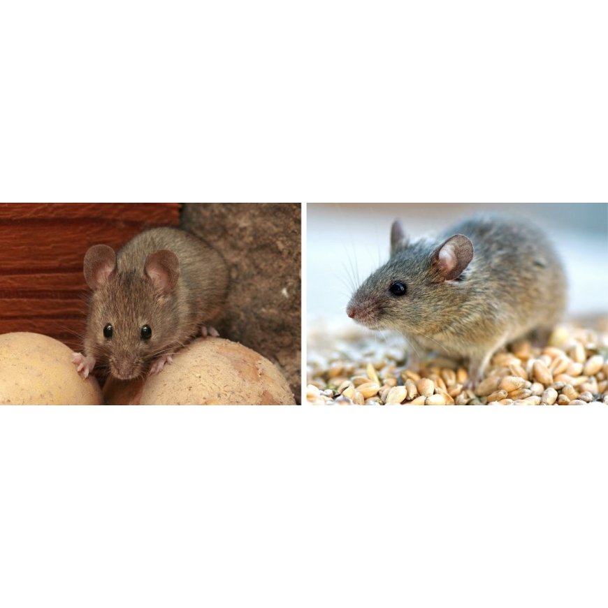 NATURAL MOUSE ADAPTABLE 10 PACK – 2