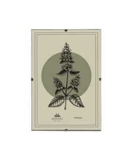 Mondex Since 1986 ADI frame 60x90 cm Antyrama