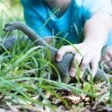 schleich Dinosaurs Brachiosaurus schleich Dinosaurs Brachiosaurus