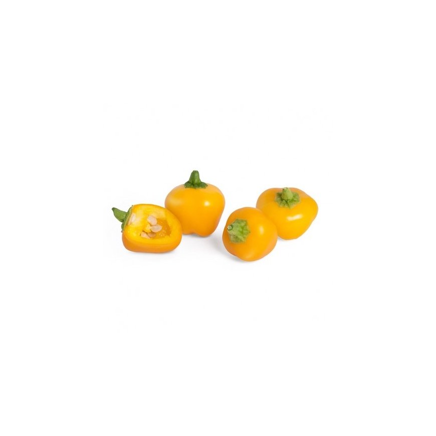 Véritable 3760262510613 growing kit/refill Yellow bell pepper – 2