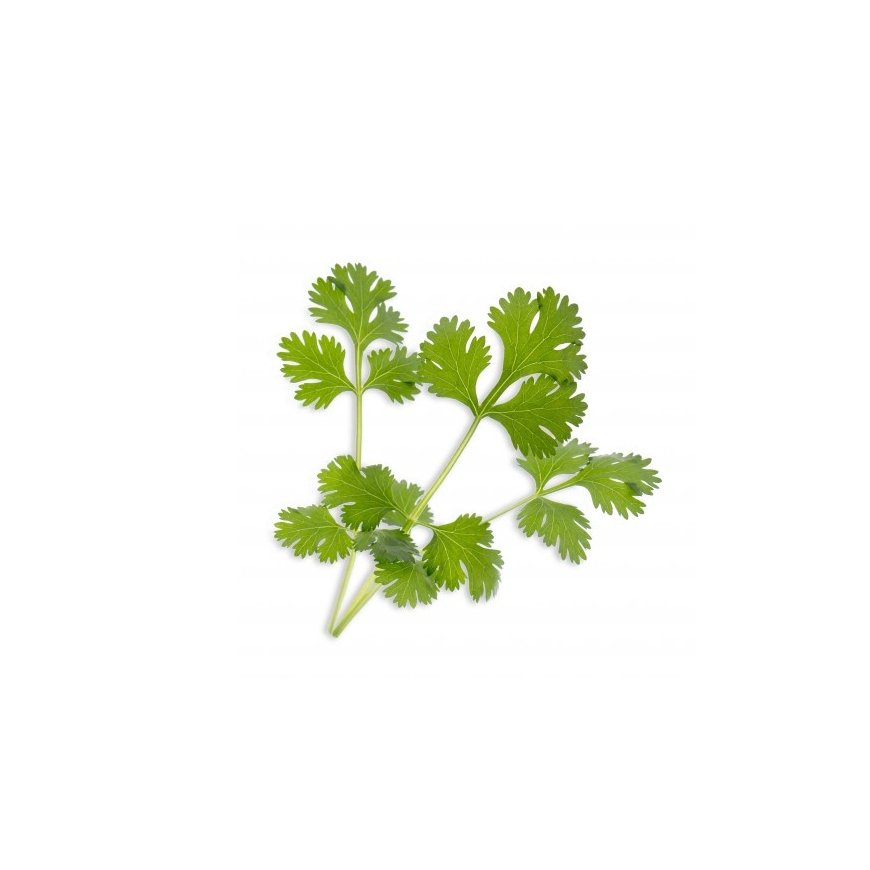 Véritable 3760262511030 growing kit/refill Cilantro – 2