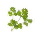 Véritable 3760262511030 growing kit/refill Cilantro Véritable 3760262511030 growing kit/refill Cilantro