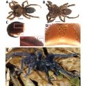 Tarantulas-ara Tarantulas-ara