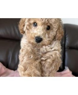 Полотенце Eurofirany RE/FERO/05/PUD 70X140 (X3) 500