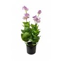 Mondex Since 1986 VIRIDIS Artificial Flower Ring 12.5x12.5x57 cm Mondex Since 1986 VIRIDIS Artificial Flower Ring 12.5x12.5x57 cm