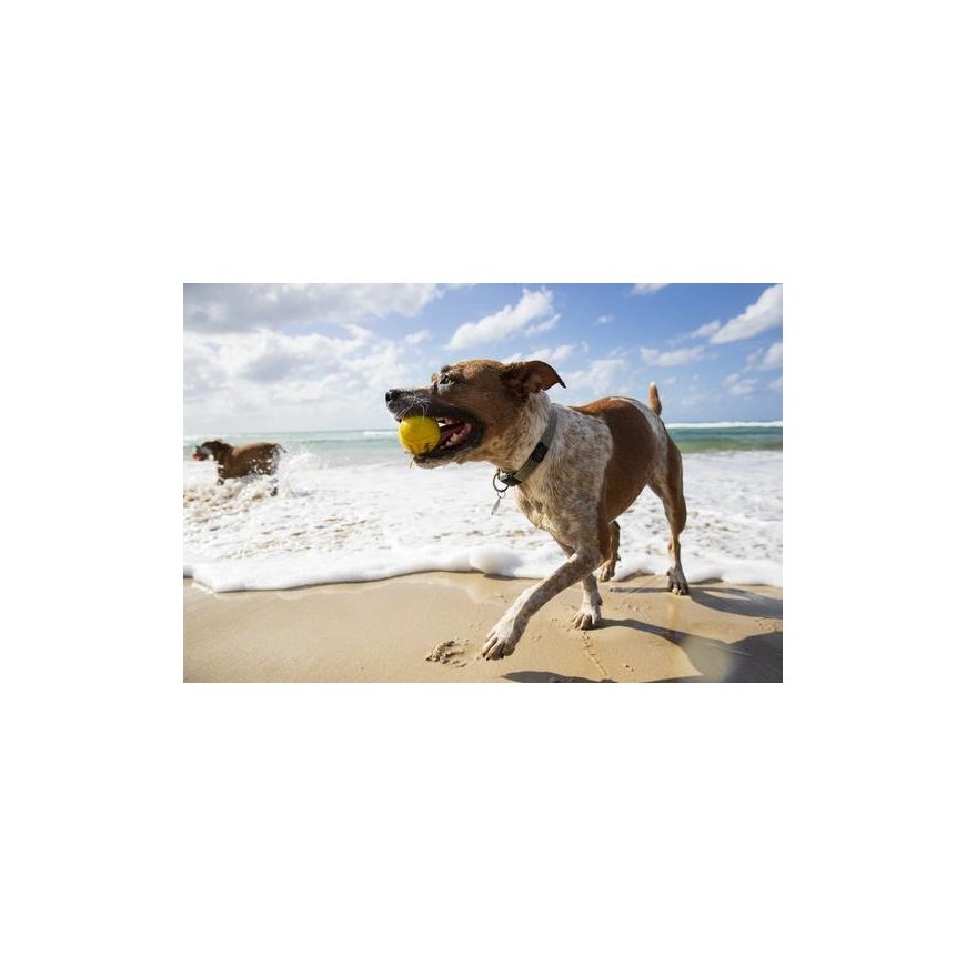 Waboba Fetch – 5