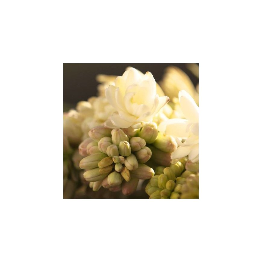 Gucci Bloom (Tester) 100 ml Naisten – 3