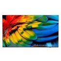 Philips 43HFL6214U 109,2 cm (43") 4K Ultra HD Nutiteleri funktsioon WiFi Söehall 400 cd/m² Kokkurull