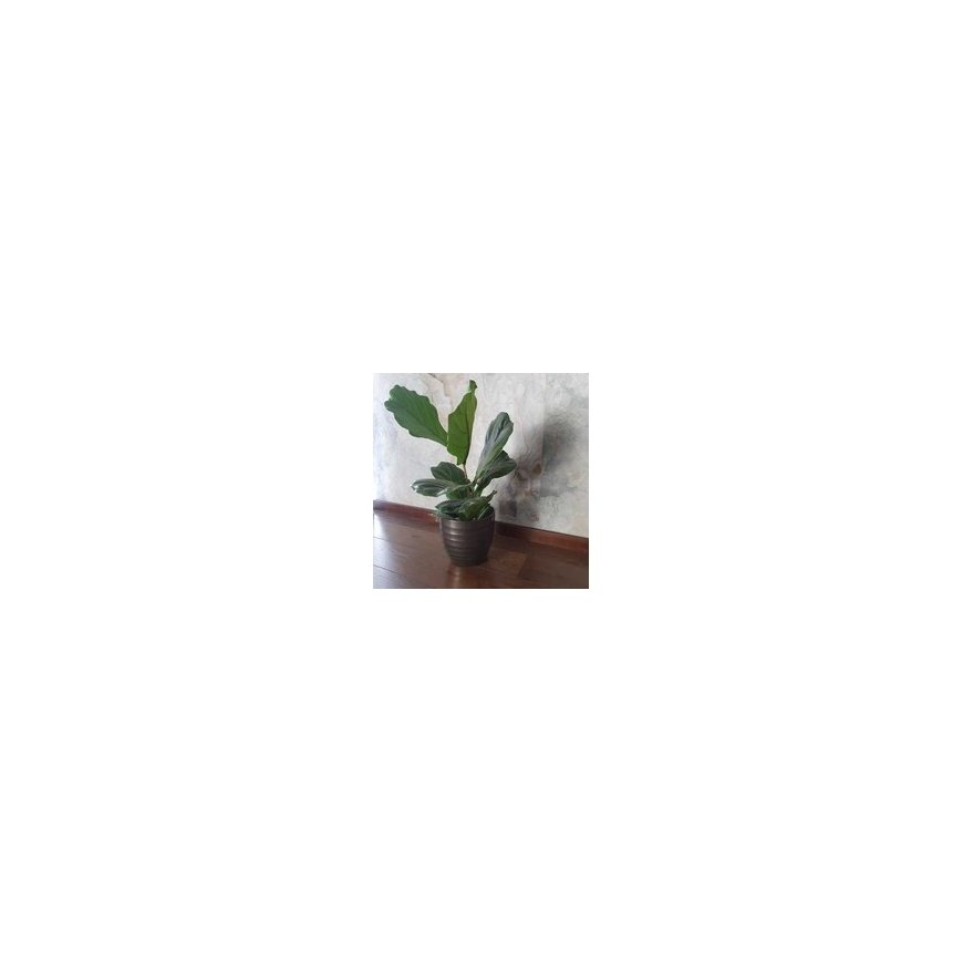 Omorovicza Karalienės aliejaus näoõli 30 ml – 2
