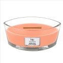 WoodWick Manuka Nectar wax candle Ellipse Fruity Orange 1 pc(s) WoodWick Manuka Nectar wax candle Ellipse Fruity Orange 1 pc(s)