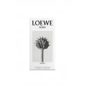 LOEWE Perfumes Solo Cedro 100 ml Vyrams LOEWE Perfumes Solo Cedro 100 ml Vyrams