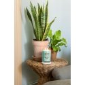 Yankee Candle Aloe & Agave wax candle Cylinder Blue 1 pc(s) Yankee Candle Aloe & Agave wax candle Cylinder Blue 1 pc(s)