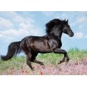 Ravensburger 4005556128037 Pusle 200 tk Animals Ravensburger 4005556128037 Pusle 200 tk Animals