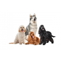 BIOFEED Tasty Dogs Life Junior Veis - niiske koeratoit - 150g