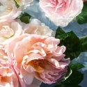 Guerlain Aqua Allegoria 125 ml