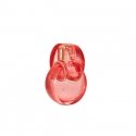 BVLGARI Omnia Coral Eau de Toilette 100 ml Naisten BVLGARI Omnia Coral Eau de Toilette 100 ml Naisten