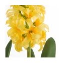 Eurofirany KW/NATU/469/Yellow Yellow Eurofirany KW/NATU/469/Yellow Yellow