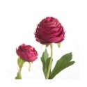 Eurofirany KW/NATU/433/FIOL FIOL Eurofirany KW/NATU/433/FIOL FIOL