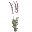 Eurofirany KW/NATU/384/WRZ WRZOS Eurofirany KW/NATU/384/WRZ WRZOS