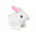 LEAN Toys 14977 interactive toy LEAN Toys 14977 interactive toy