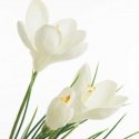 Eurofirany SW/KW/274 30X39 PUNANE+B Eurofirany SW/KW/274 30X39 PUNANE+B