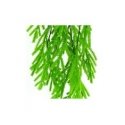 ProGarden VIRIDIS Mākslīgā ziedu Eikalipta zars 80 cm AW25 ProGarden VIRIDIS Mākslīgā ziedu Eikalipta zars 80 cm AW25