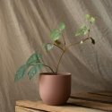 AmeliaHome GĖLĖS/AH/SHIRE/POWDER Pink/10X9.5 AmeliaHome GĖLĖS/AH/SHIRE/POWDER Pink/10X9.5